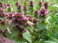 Hluchavka purpurová (Lamium purpureum)